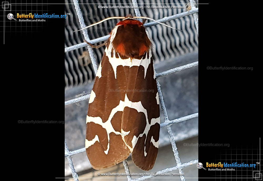 Full-sized image #4 of the Great Tiger Moth