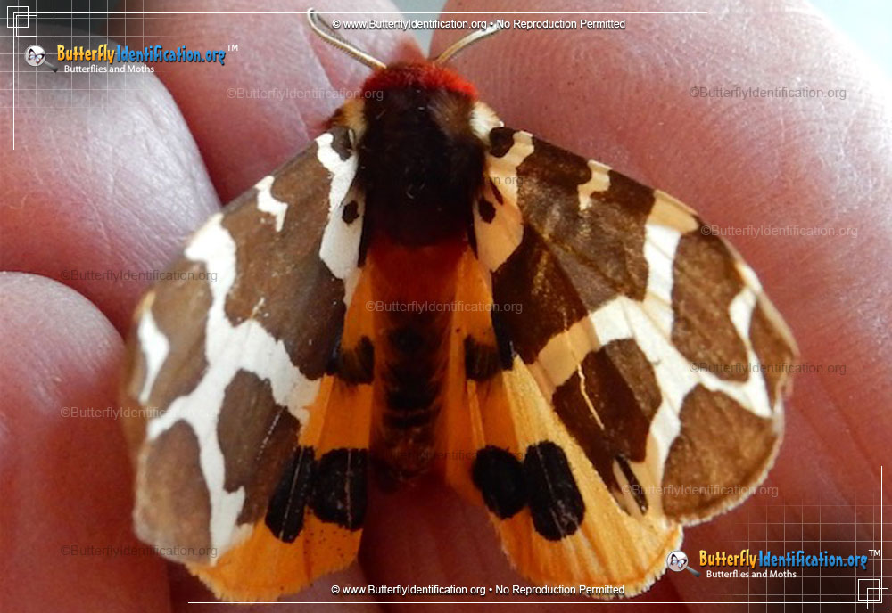 Full-sized image #5 of the Great Tiger Moth