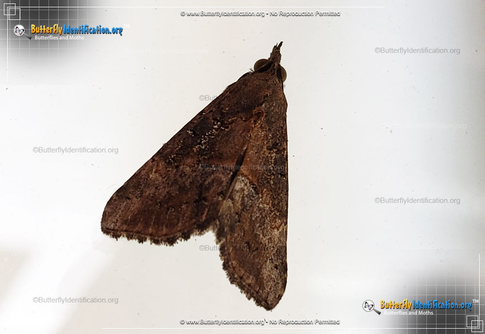 Full-sized image #3 of the Green Cloverworm Moth