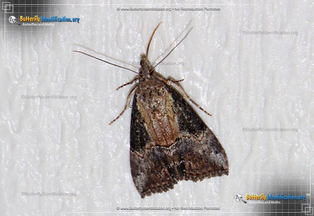 Full-sized image #2 of the Green Cloverworm Moth
