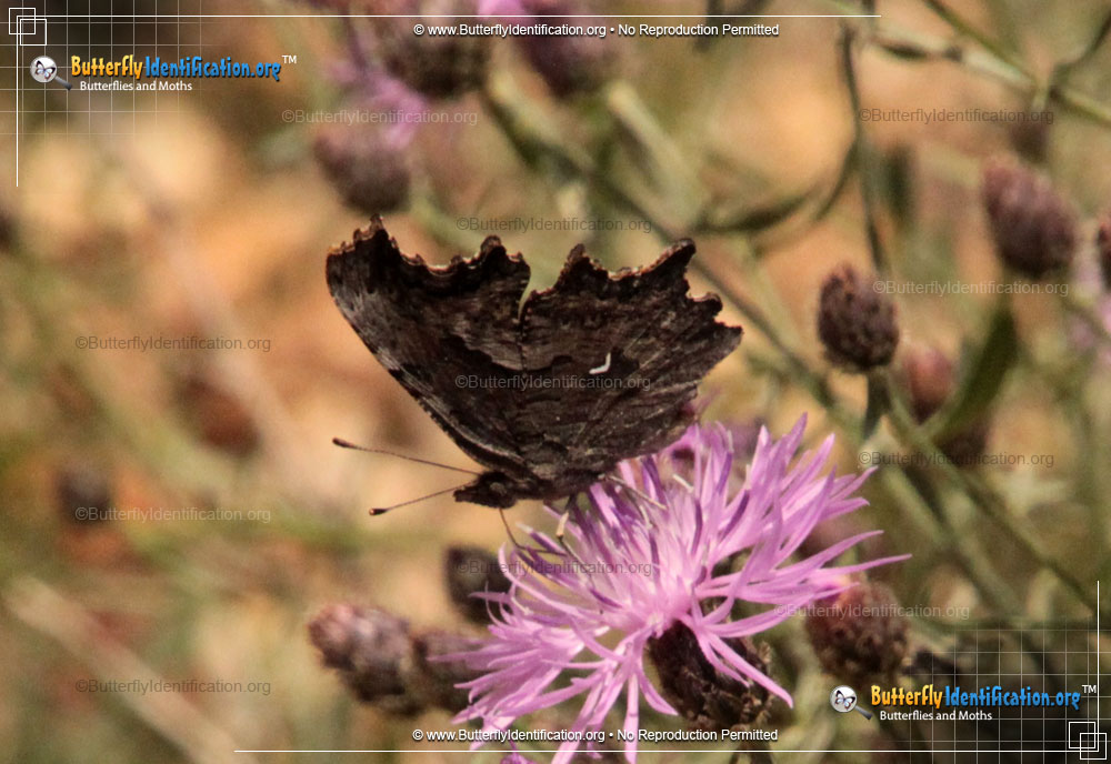 Full-sized image #2 of the Green Comma Butterfly