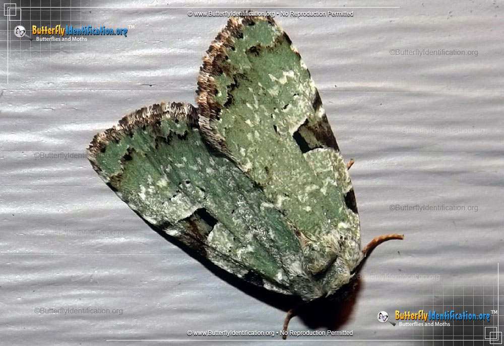 Full-sized image #1 of the Green Leuconycta Moth