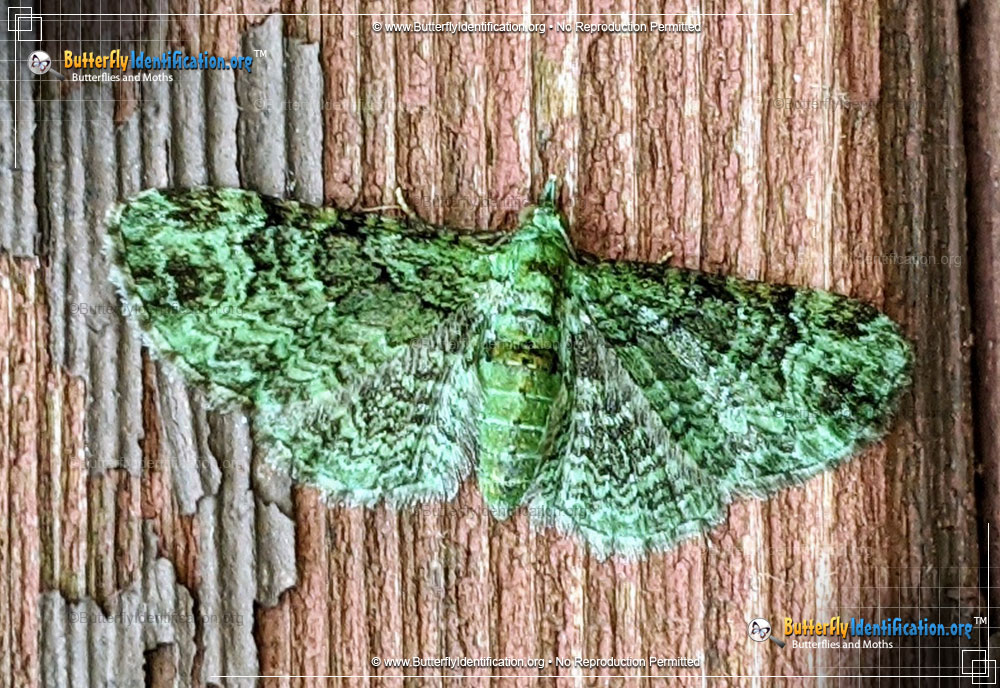 Full-sized image #1 of the Green Pug Moth