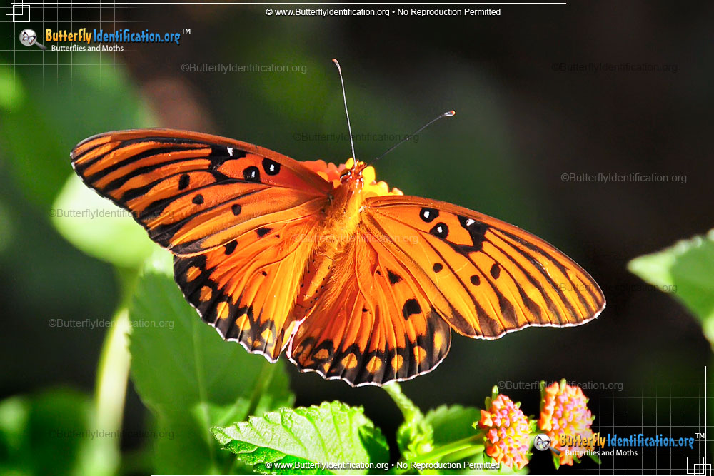 Full-sized image #1 of the Gulf Fritillary Butterfly