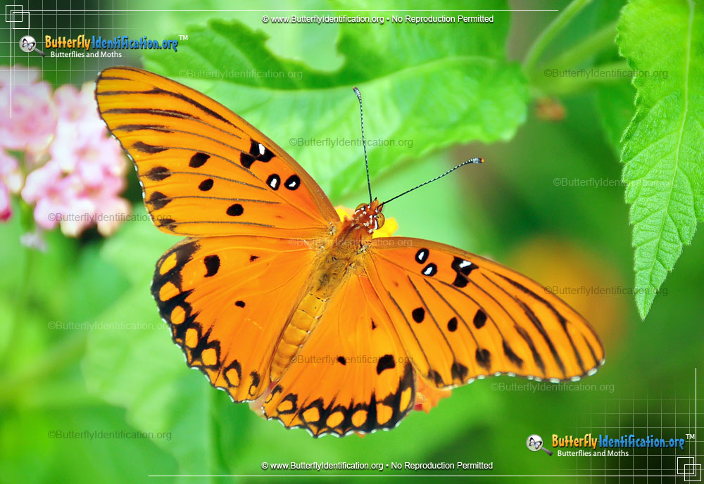Full-sized image #2 of the Gulf Fritillary Butterfly