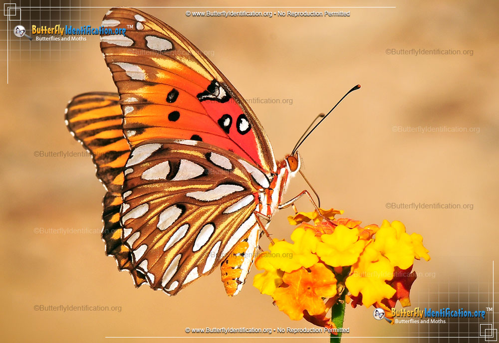 Full-sized image #3 of the Gulf Fritillary Butterfly