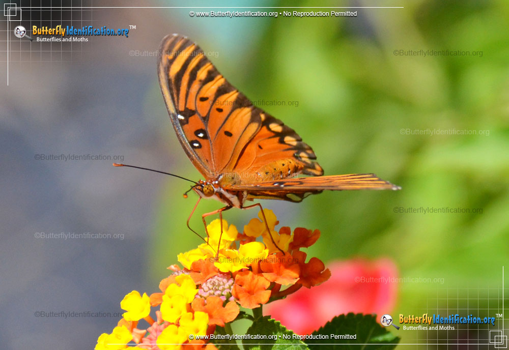 Full-sized image #5 of the Gulf Fritillary Butterfly