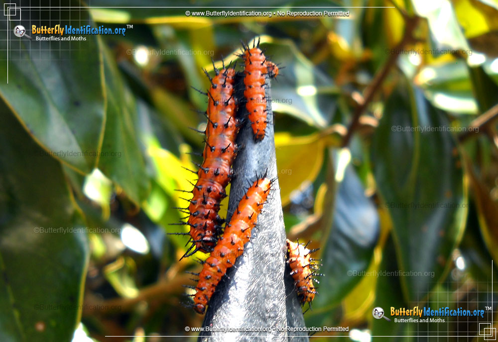 Full-sized caterpillar image of the Gulf Fritillary Butterfly