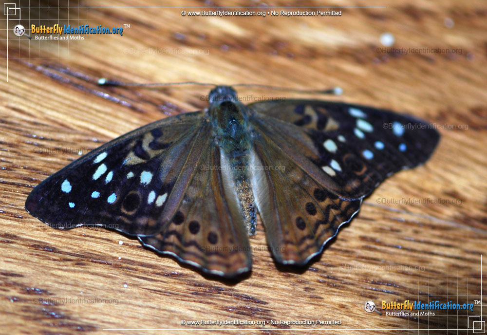 Full-sized image #3 of the Hackberry Emperor Butterfly