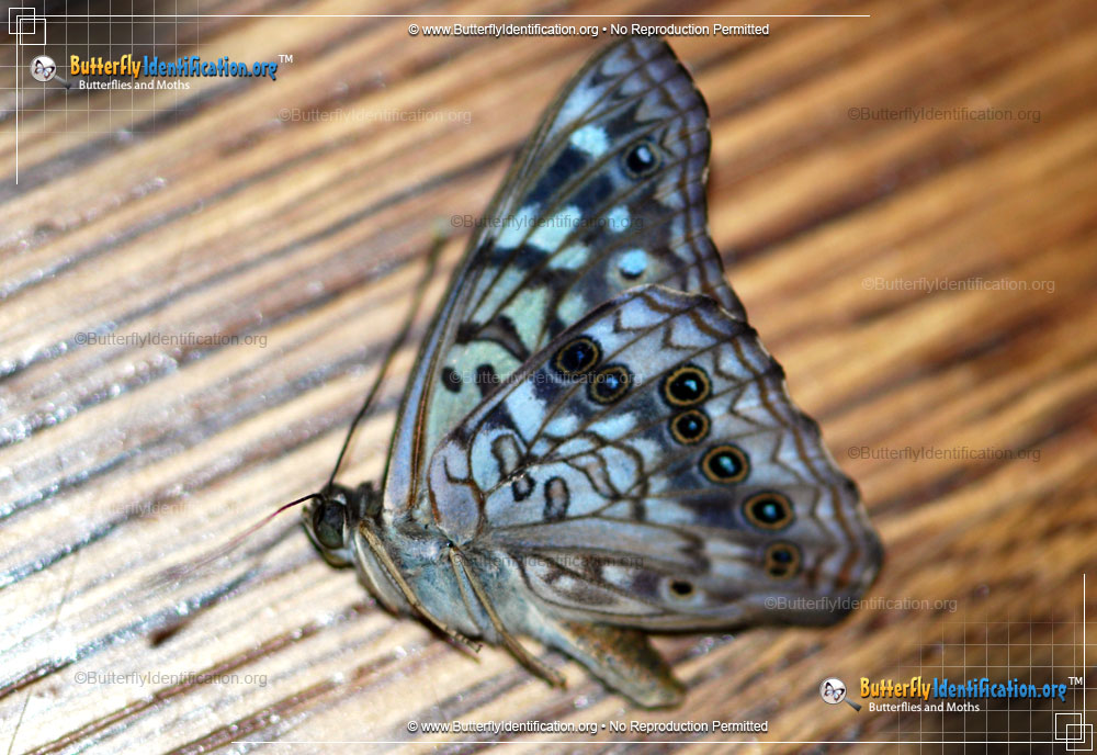 Full-sized image #2 of the Hackberry Emperor Butterfly