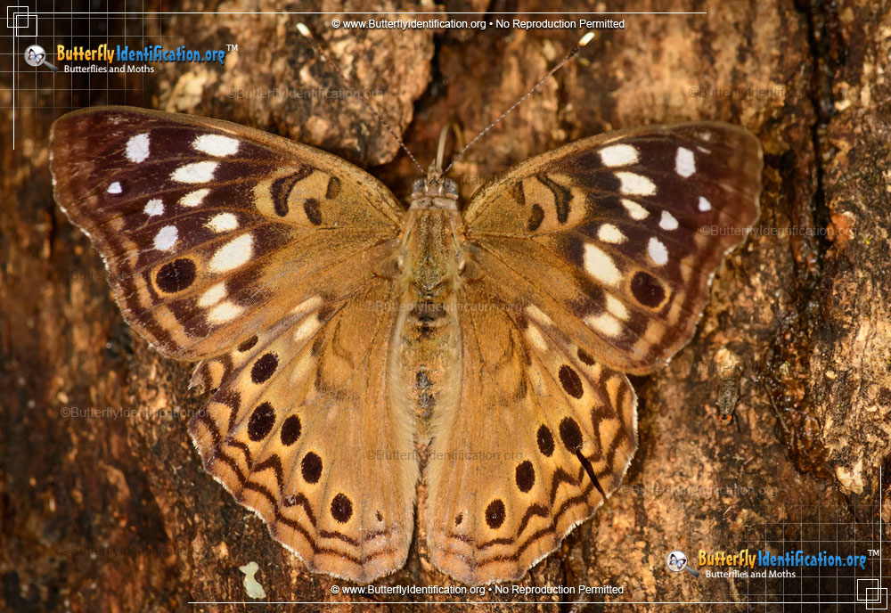 Full-sized image #1 of the Hackberry Emperor Butterfly
