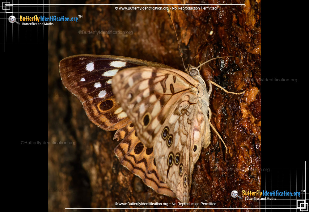 Full-sized image #4 of the Hackberry Emperor Butterfly
