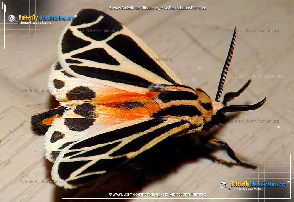 Full-sized image #1 of the Harnessed Tiger Moth