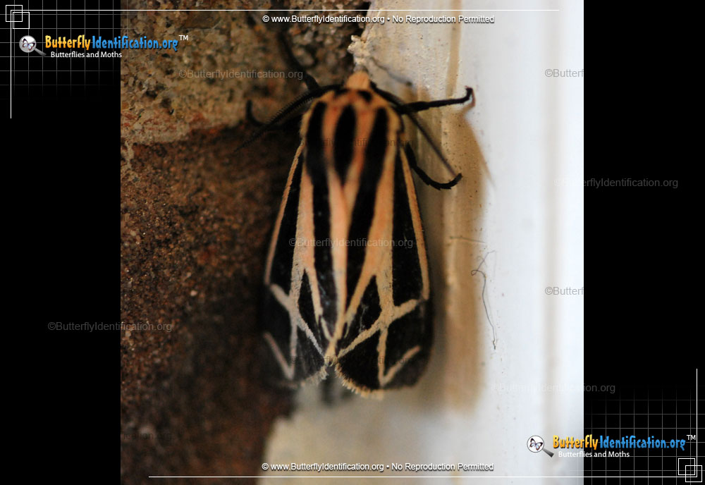 Full-sized image #2 of the Harnessed Tiger Moth