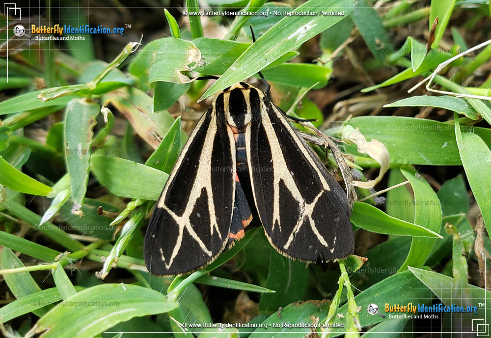 Full-sized image #3 of the Harnessed Tiger Moth