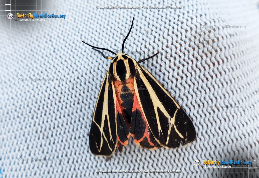 Full-sized image #4 of the Harnessed Tiger Moth