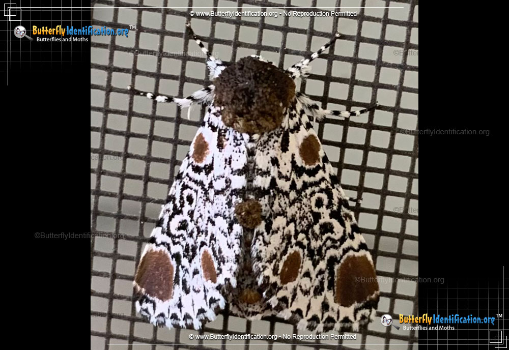 Full-sized image #1 of the Harris' Three-spot Moth