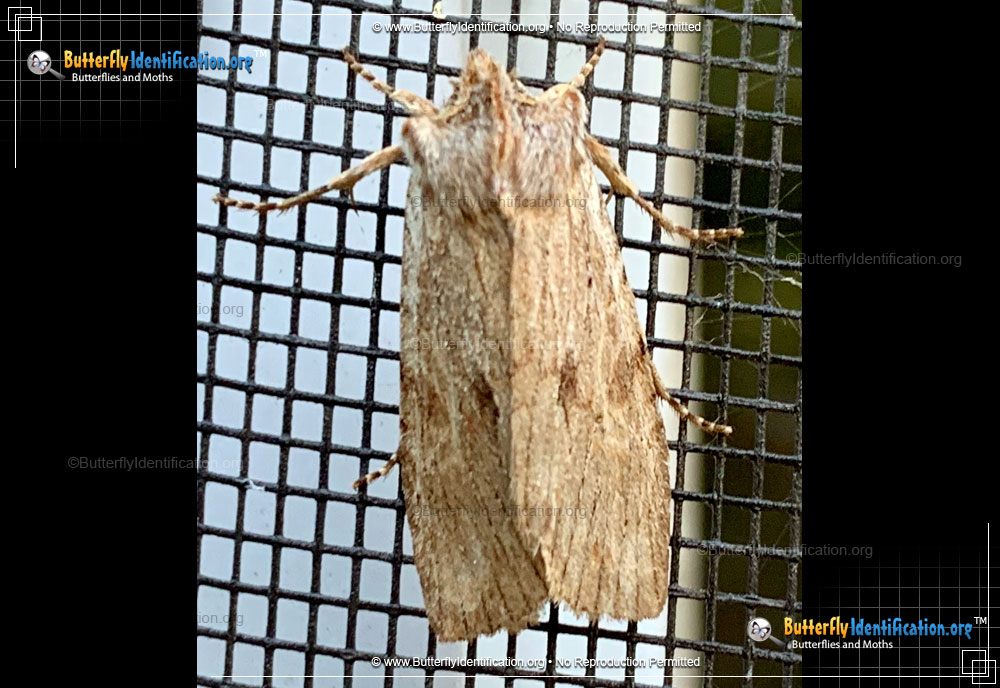 Full-sized image #1 of the Hemina Pinion Moth