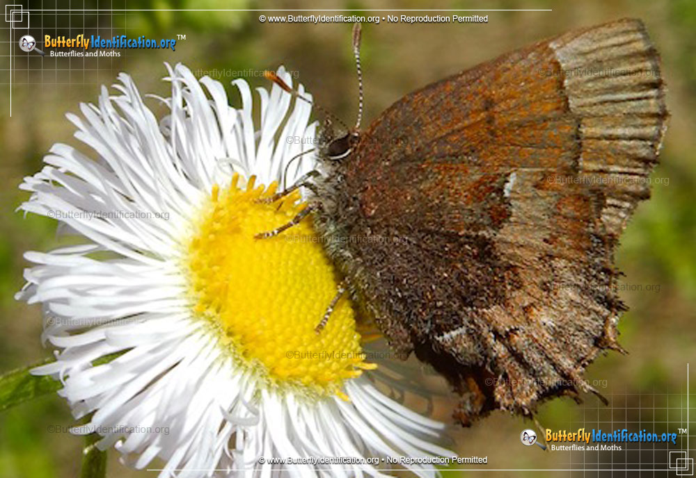 Full-sized image #1 of the Henry's Elfin Butterfly