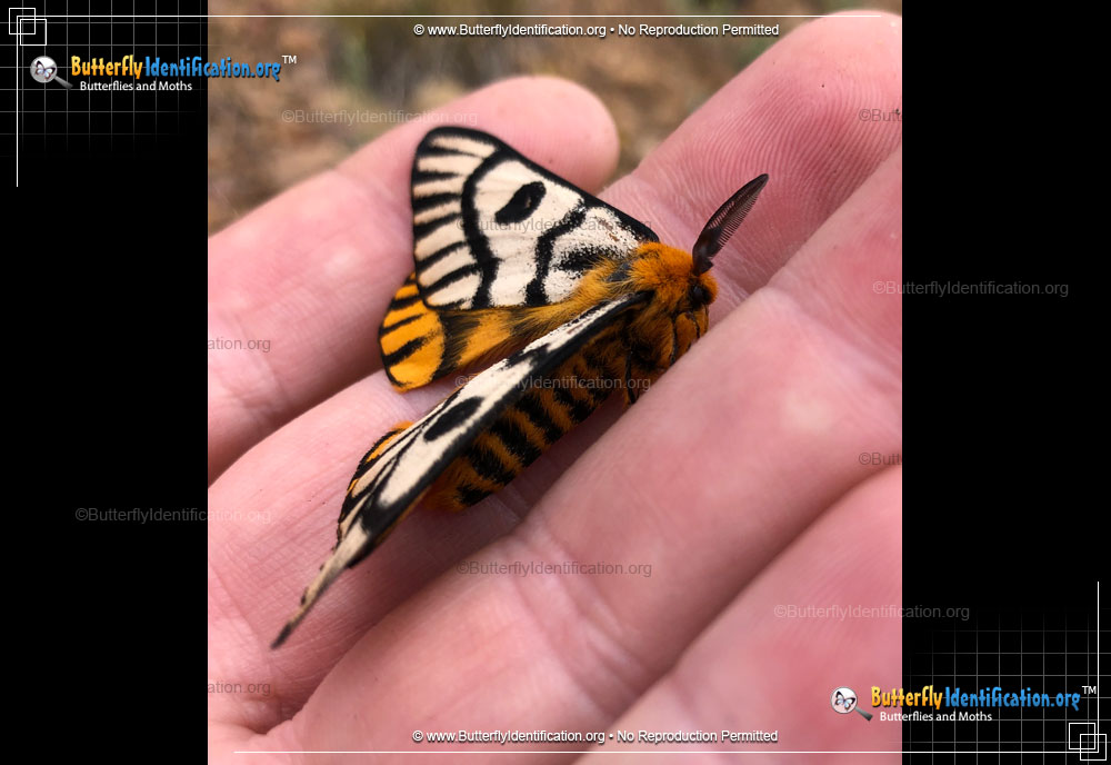 Full-sized image #1 of the Hera Buck Moth
