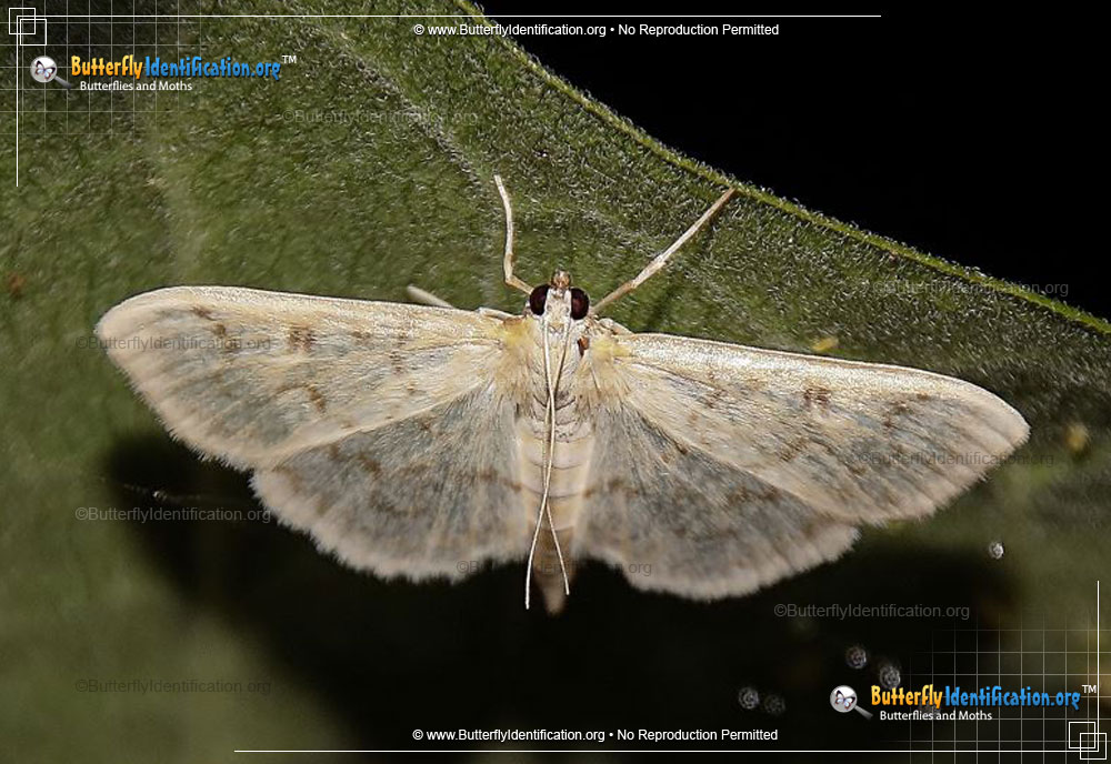 Full-sized image #1 of the Herpetogramma abdominalis Moth