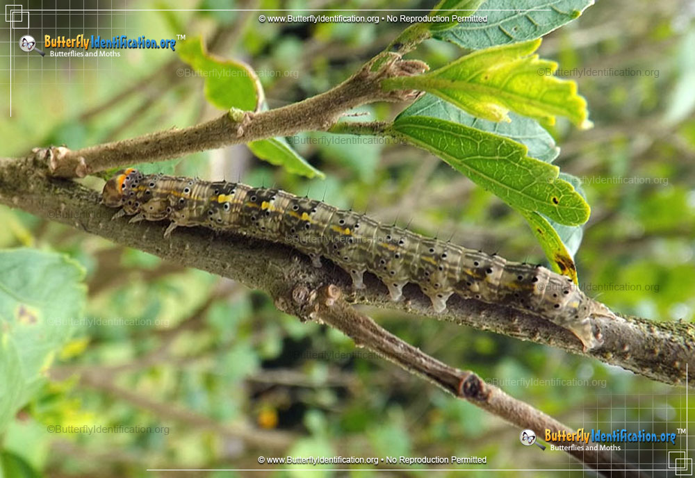 Full-sized caterpillar image of the Hibiscus Leaf Moth
