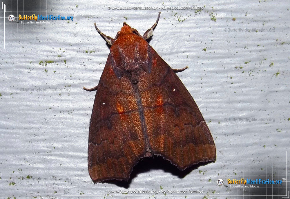 Full-sized image #1 of the Hibiscus Leaf Moth