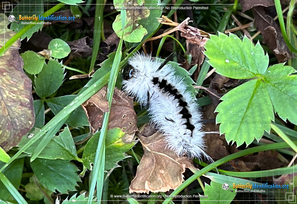 Full-sized image #2 of the Hickory Tussock Moth
