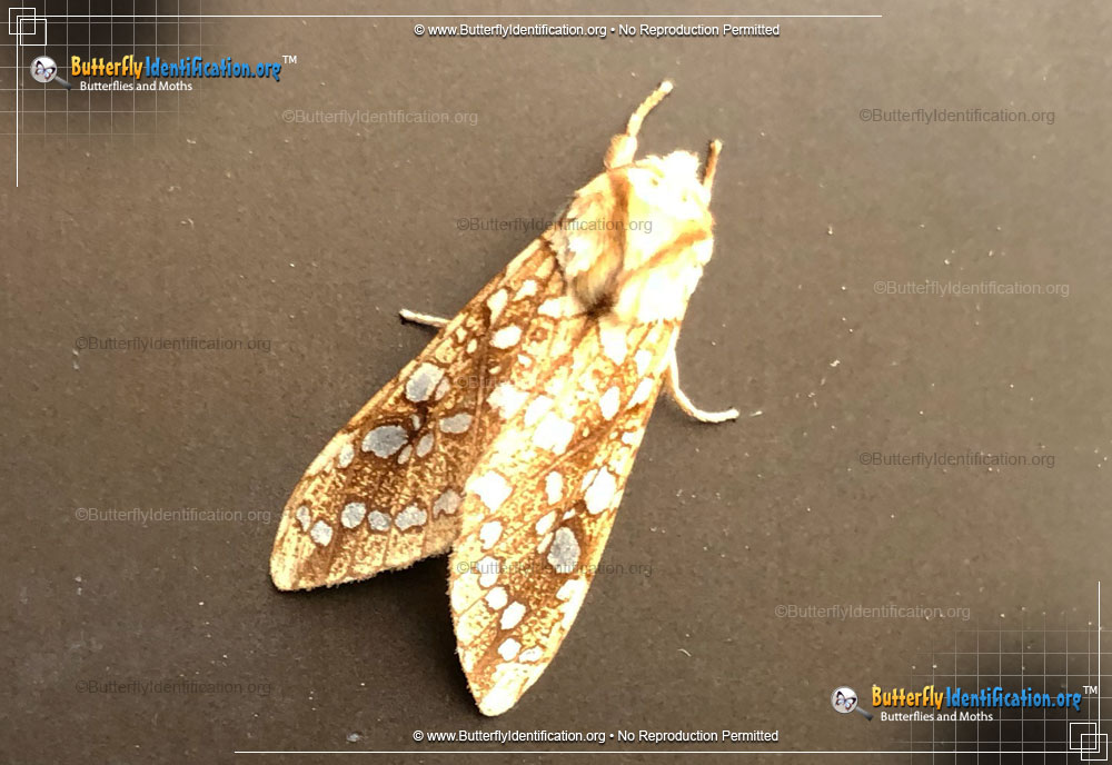 Full-sized image #2 of the Hickory Tussock Moth