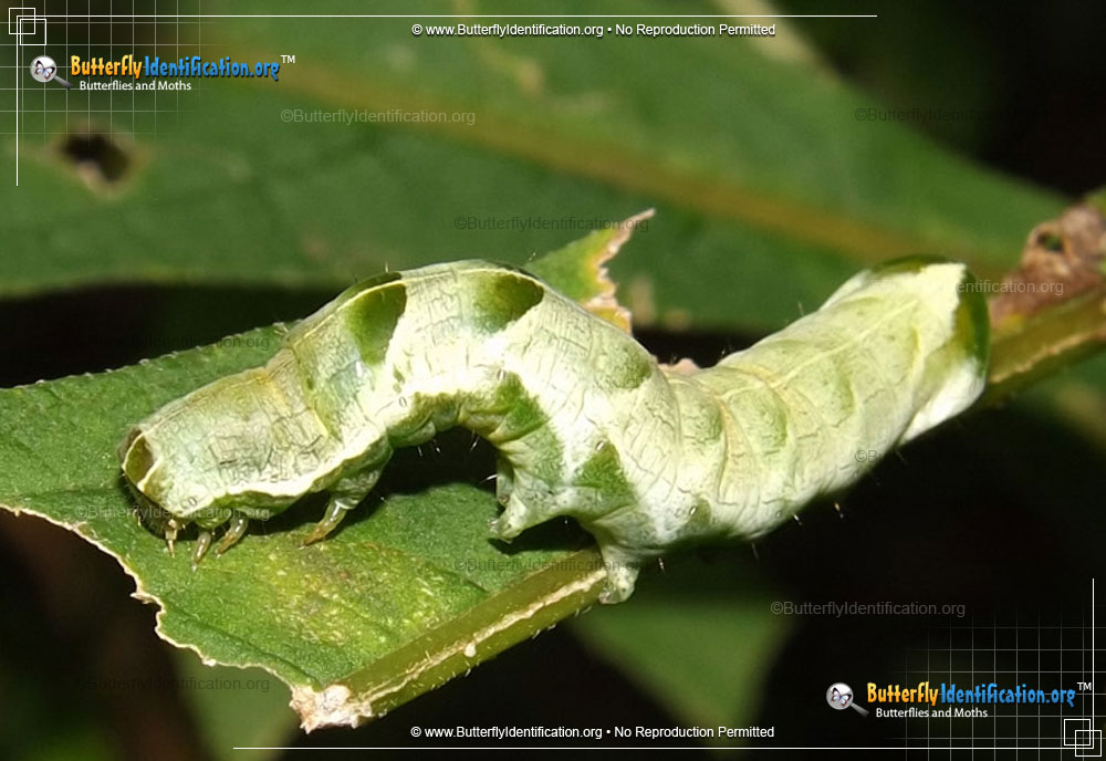 Full-sized caterpillar image of the Hitched Arches