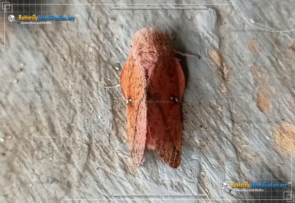 Full-sized image #1 of the Honey Locust Moth