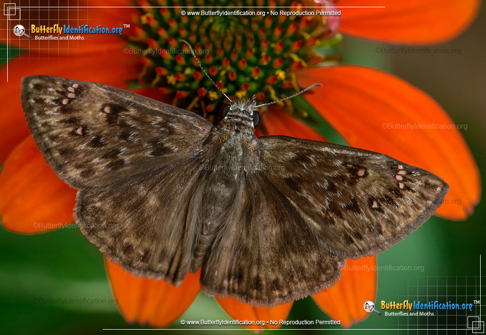 Full-sized image #1 of the Horace's Duskywing