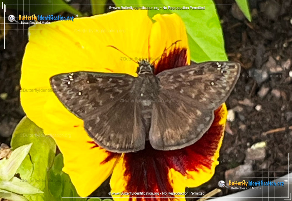 Full-sized image #6 of the Horace's Duskywing