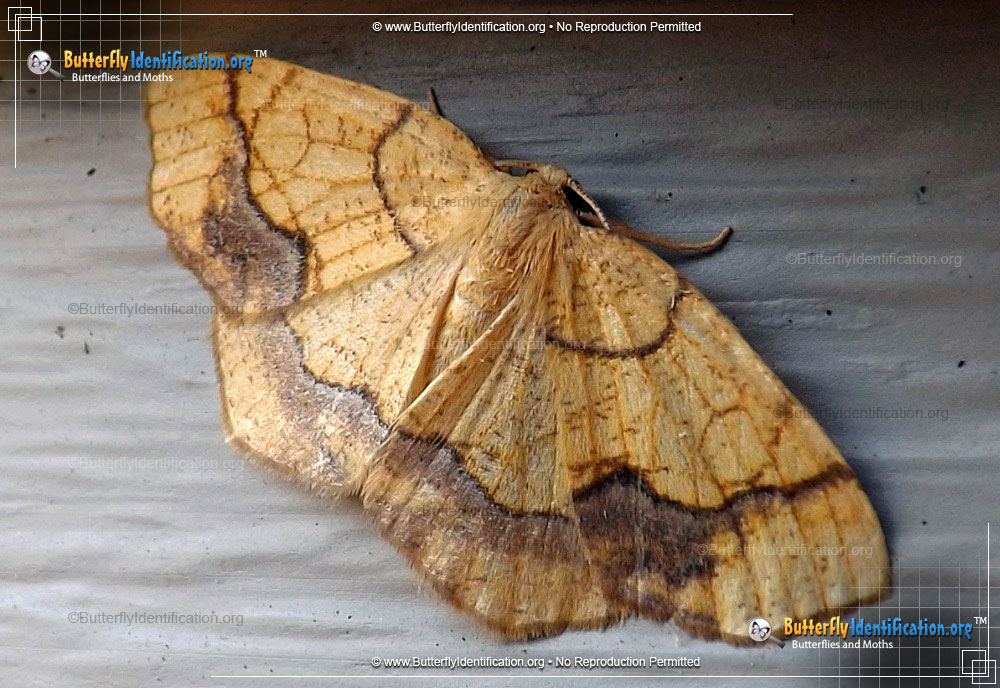 Full-sized image #1 of the Horned Spanworm Moth