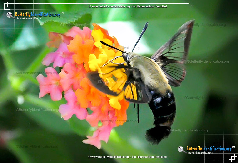 Full-sized image #1 of the Hummingbird Moth
