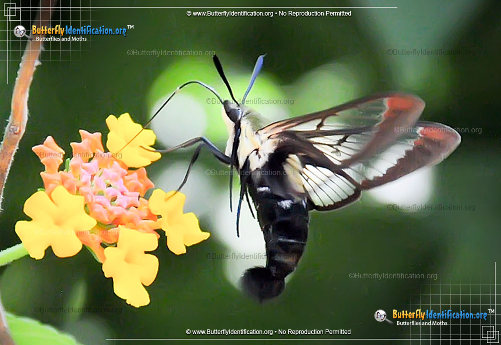 Full-sized image #2 of the Hummingbird Moth