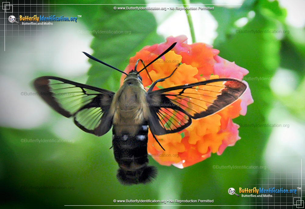 Full-sized image #3 of the Hummingbird Moth