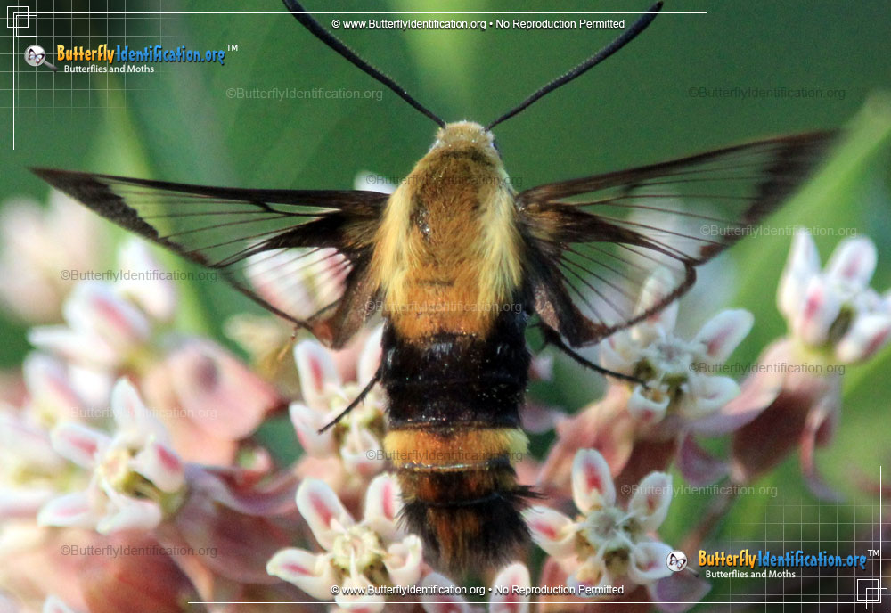 Full-sized image #4 of the Hummingbird Moth