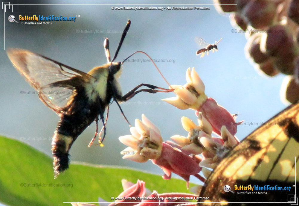 Full-sized image #5 of the Hummingbird Moth