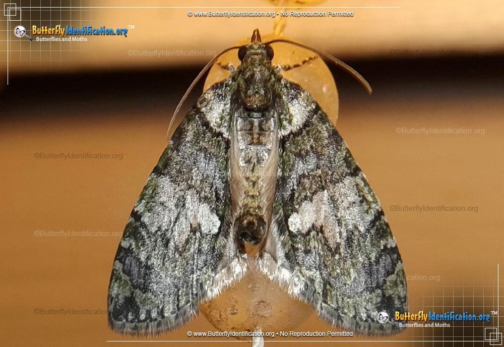Full-sized image #2 of the Hydriomena Moth