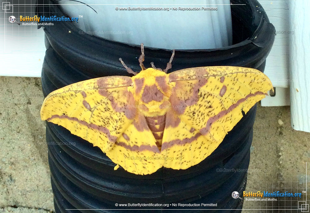 Full-sized image #1 of the Imperial Moth