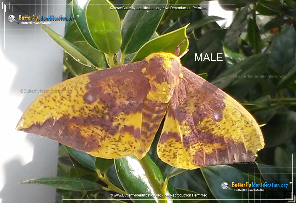 Full-sized image #2 of the Imperial Moth