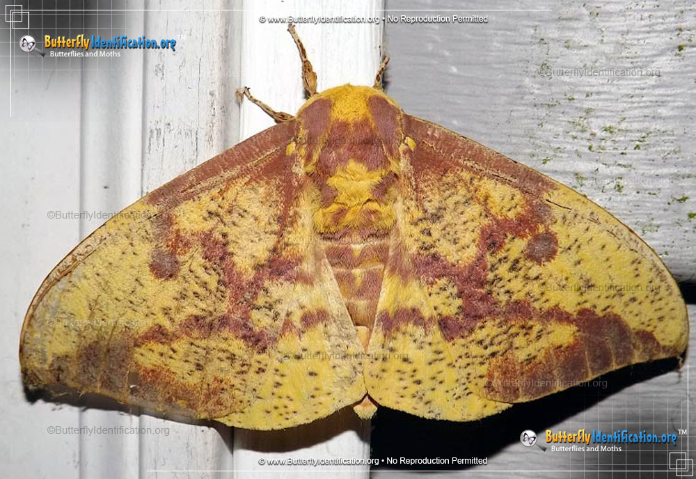 Full-sized image #3 of the Imperial Moth