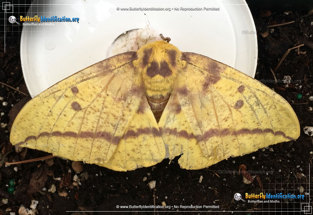 Full-sized image #5 of the Imperial Moth
