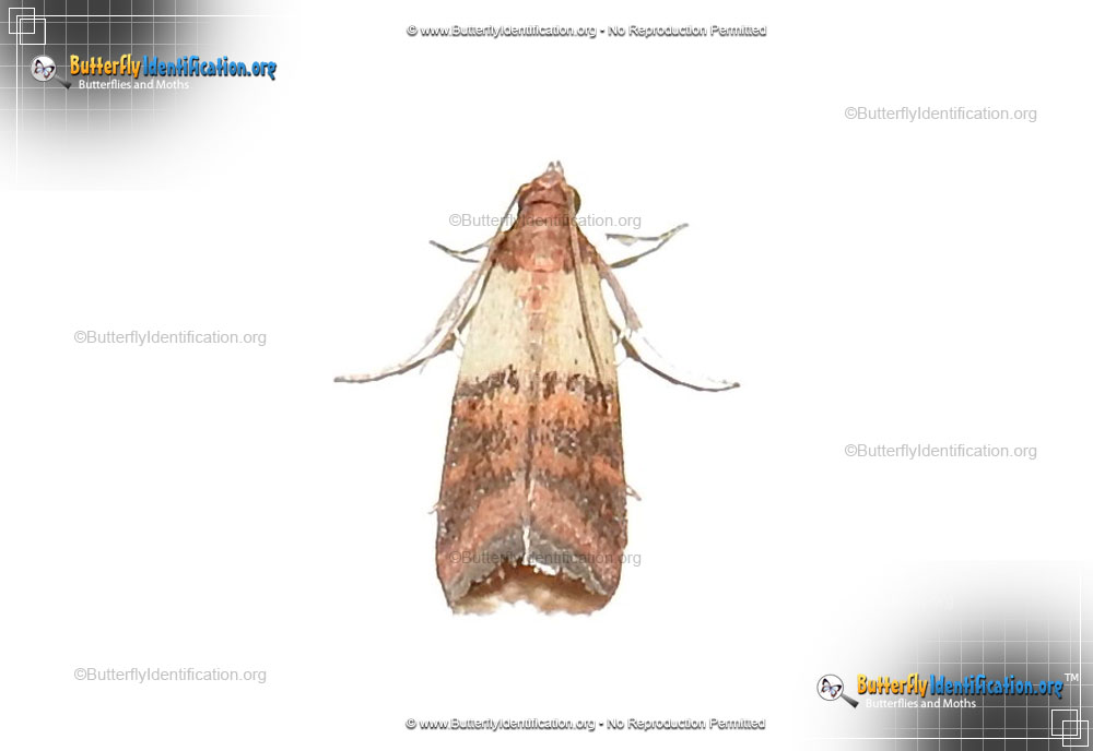 Full-sized image #1 of the Indianmeal Moth