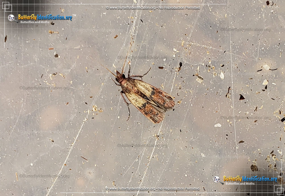 Full-sized image #2 of the Indianmeal Moth