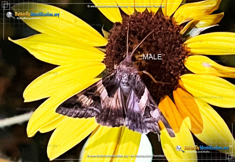 Full-sized image #1 of the Indomitable Graphic Moth
