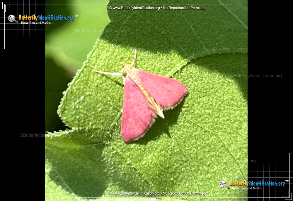 Full-sized image #1 of the Inornate Pyrausta Moth