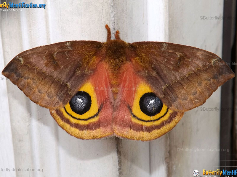 Full-sized image #3 of the Io Moth