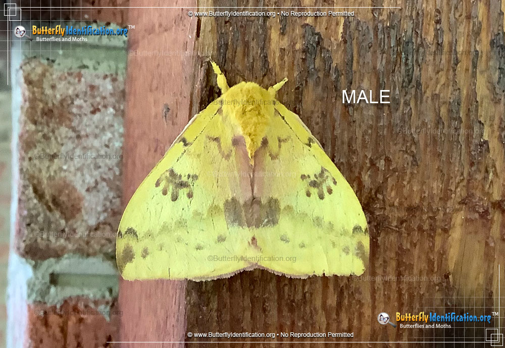 Full-sized image #5 of the Io Moth